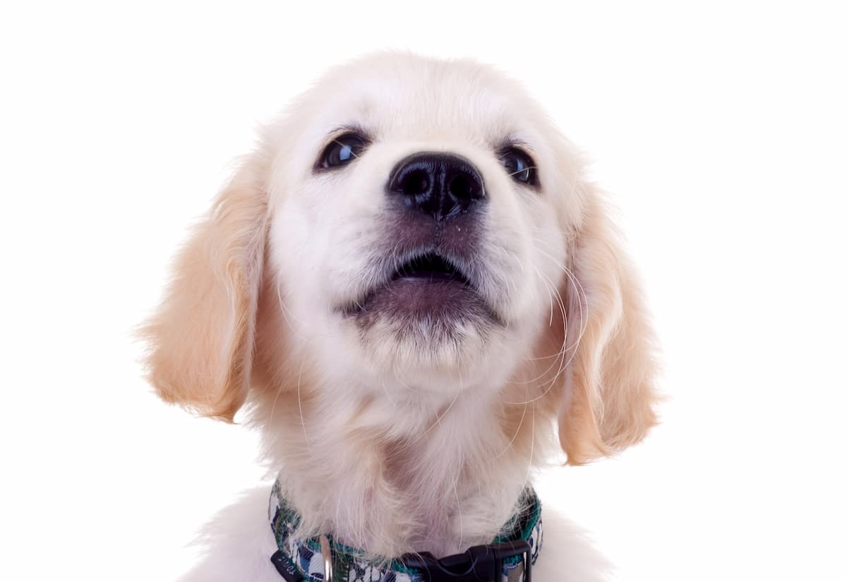 puppy looking upwards at services